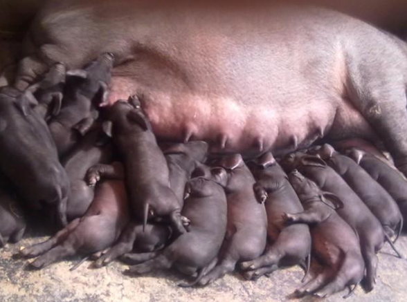 困擾母豬飼養的八大難題