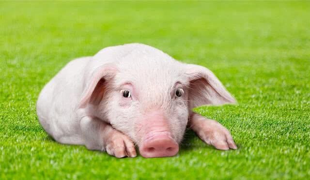 豬斷奶后不好養?很可能是這個原因在作怪!