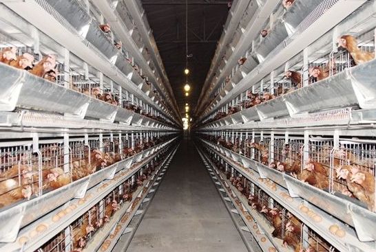 關(guān)于蛋雞養(yǎng)殖降本增效，豆粕替代原料你知道多少？